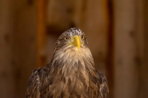 Close portrait of an eagle head isolated background Stock Photos