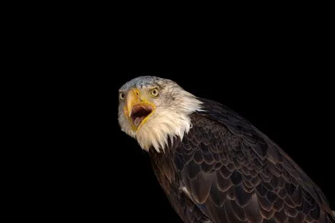 Close portrait of an eagle head isolated background Stock Photos