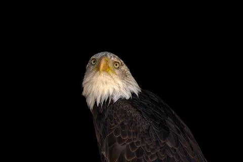 Close portrait of an eagle head isolated background Stock Photos