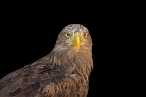Close portrait of an eagle head isolated background Foto stock