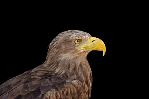 Close portrait of an eagle head isolated background Stock Photos