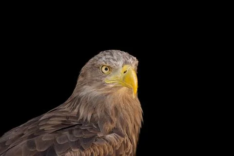 Close portrait of an eagle head isolated background Stock Photos