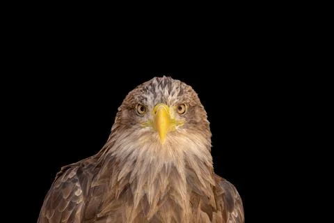 Close portrait of an eagle head isolated background Stock Photos