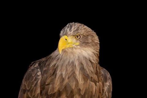 Close portrait of an eagle head isolated background Stock Photos