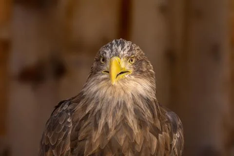 Close portrait of an eagle head isolated background Stock Photos