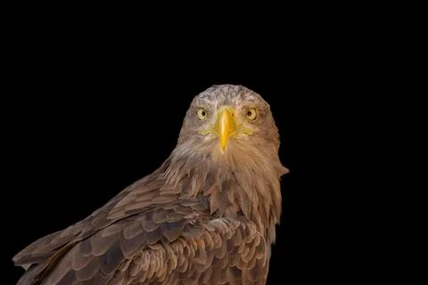 Close portrait of an eagle head isolated background Foto stock