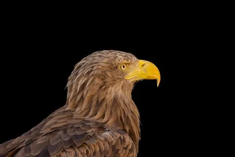 Close portrait of an eagle head isolated background Foto stock