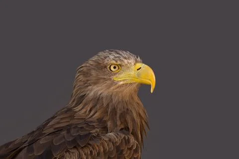 Close portrait of an eagle head isolated background Stock Photos