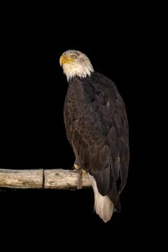 Close portrait of an eagle head isolated background Stock Photos