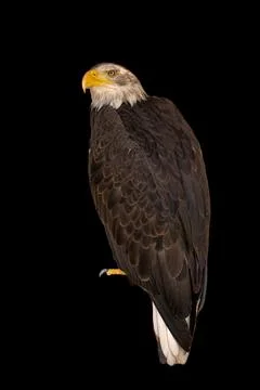 Close portrait of an eagle head isolated background Stock Photos