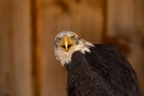 Close portrait of an eagle head isolated background Foto stock
