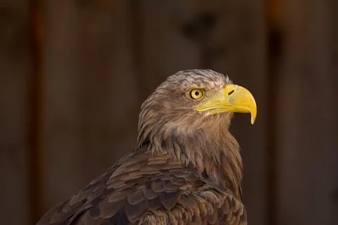 Close portrait of an eagle head isolated background Stock Photos