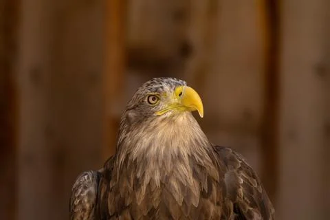Close portrait of an eagle head isolated background Stock Photos