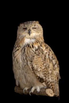 Close portrait of an eagle head isolated background Photos