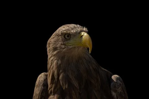 Close portrait of an eagle head isolated background Stock Photos