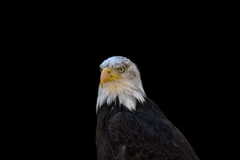 Close portrait of an eagle head isolated background Stock Photos