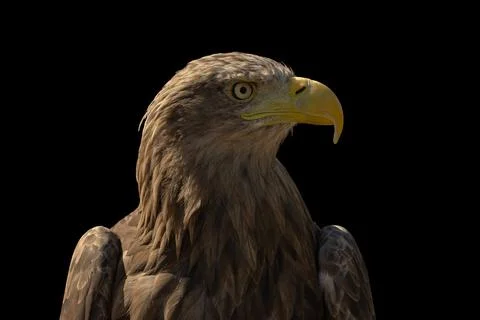 Close portrait of an eagle head isolated background Stock Photos