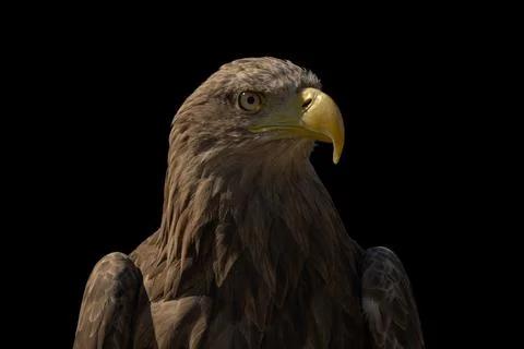 Close portrait of an eagle head isolated background Stock Photos
