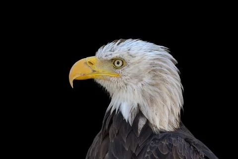 Close portrait of an eagle head isolated background Stock Photos