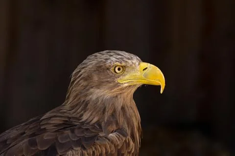 Close portrait of an eagle head isolated background Stock Photos