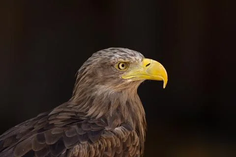 Close portrait of an eagle head isolated background Stock Photos