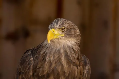 Close portrait of an eagle head isolated background Foto stock