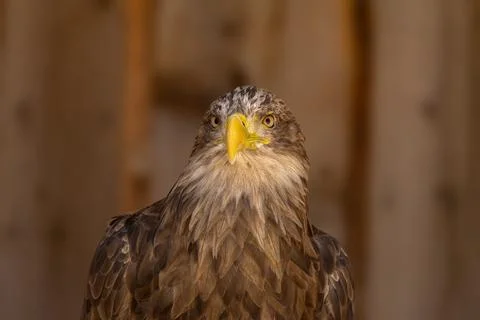 Close portrait of an eagle head isolated background Stock Photos