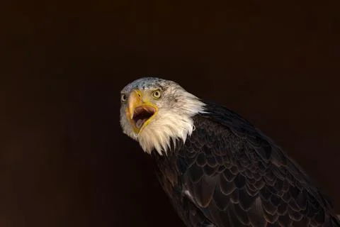 Close portrait of an eagle head isolated background Stock Photos