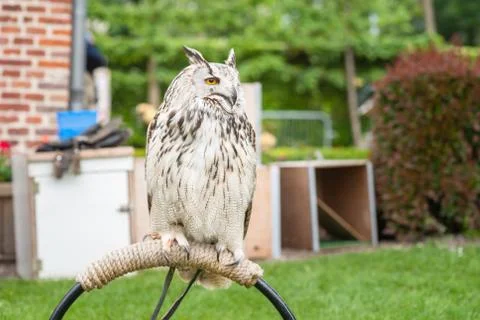 Close up portrait of an eagle owl (Eagle Owl) with beautiful orange eyes and Stock Photos