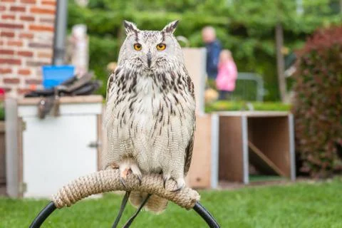 Close up portrait of an eagle owl (Eagle Owl) with beautiful orange eyes and Stock Photos