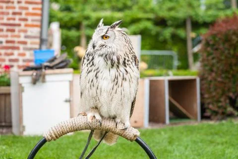 Close up portrait of an eagle owl (Eagle Owl) with beautiful orange eyes and Stock Photos