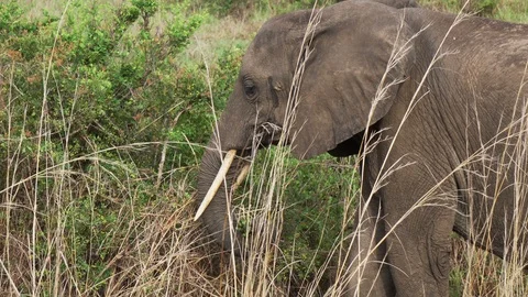 Close-up portrait of an Elephant eating the grass Stock Footage 86828147