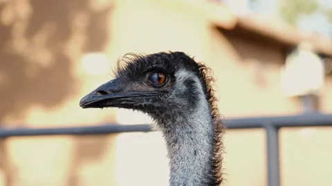 Close-up portrait of an emu head and neck in natural light. Detailed view of Stock Footage 327487103