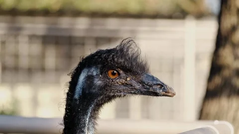 Close-up portrait of an emu head and neck in natural light. Detailed view of Stock Footage 327487343