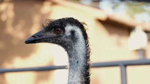 Close-up portrait of an emu head and neck in natural light. Detailed view of Stock Footage 327487383