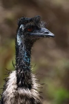 Close-Up Portrait of an Emu Foto stock