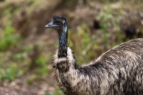Close-Up Portrait of an Emu Stock Photos