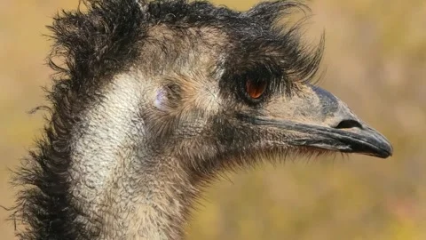 Close-up Portrait of an Emu's Head and Neck Stock Footage 301079956