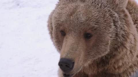 Close up portrait of eurasian brown bear looking in camera in wild bear shelter Video stock 236908731
