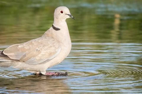 Close-up portrait of Eurasian collared dove or Streptopelia decaocto walking on Stock Photos