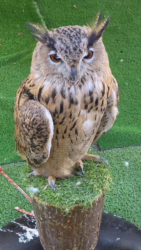 Close-up portrait of a Eurasian eagle-owl (Bubo bubo) perched outdoors. Clos Stock Footage 344908212