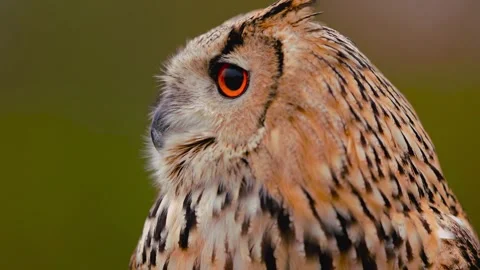 Close up portrait of Eurasian eagle-owl with striking orange eyes Stock Footage 345100892