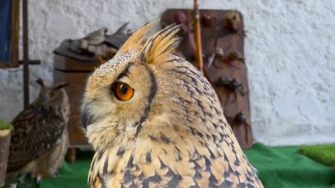 .Close-up portrait of Eurasian eagle-owl (Bubo bubo) with bright orange eyes Video stock 347310065