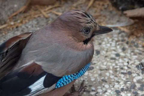Close portrait of Eurasian jay (Garrulus glandarius). Stock Photos