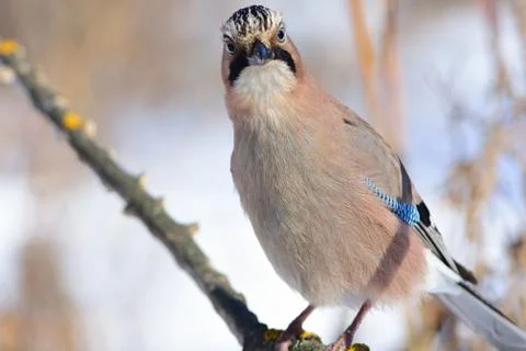 Close-up portrait of a eurasian jay that is trying to peer into the camera. Stock Photos