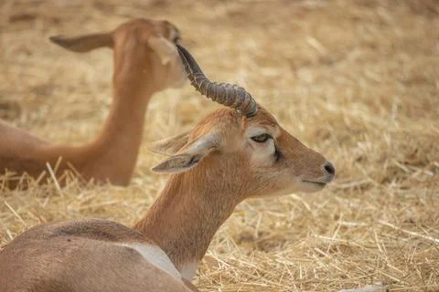 Close up portrait of a fallow deer Foto stock