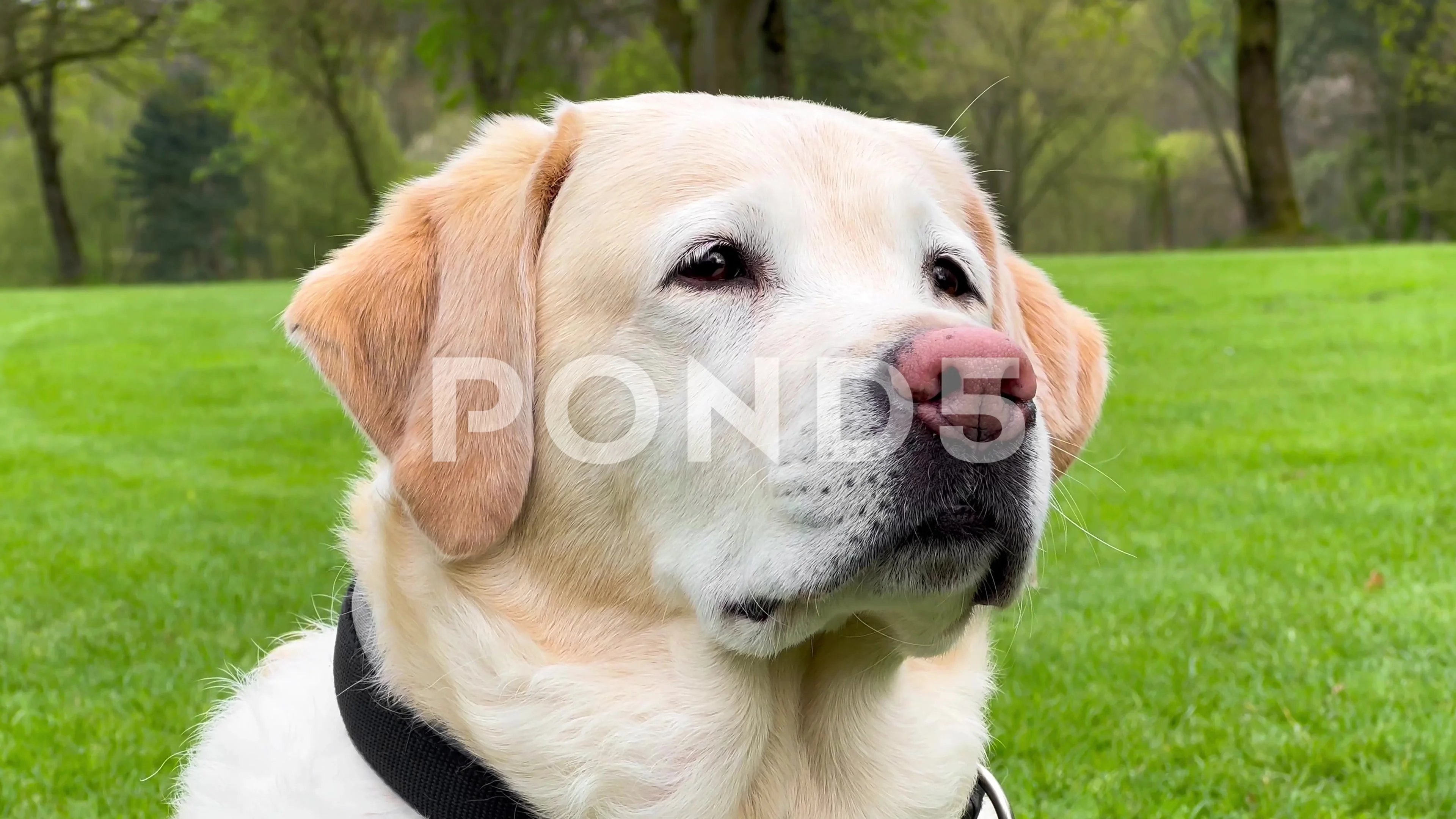 Close up portrait of fawn color labrador retriever dog on grass background in