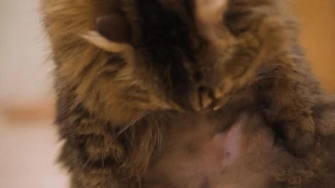 Close-up portrait of a fluffy cat Video stock 347371757