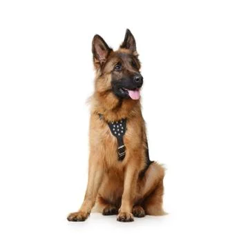 Close up Portrait of Fluffy German Shepherd Dog Sitting on a white background Stock Photos