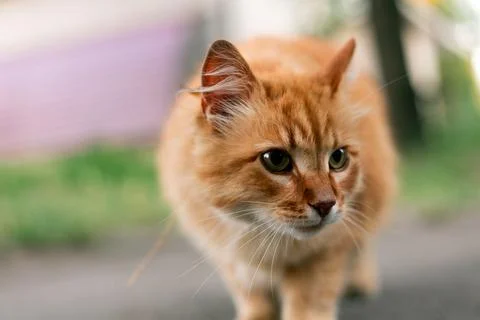 Close-up portrait of a fluffy ginger cat with green eyes looking intently f.. Stock Photos